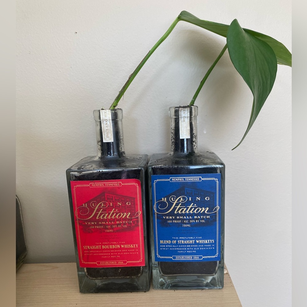 Variegated Pothos planted in upcycled Whiskey Bottles